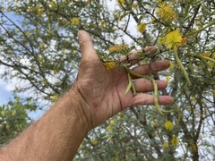Prosopis palmeri