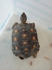 Gopherus berlandieri