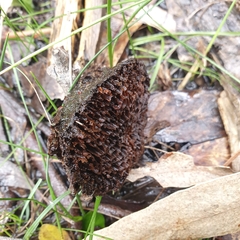 Hexagonia vesparia