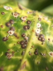 Chrysomphalus pinnulifer