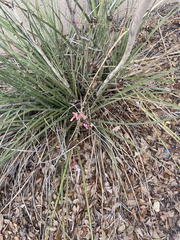 Hesperaloe