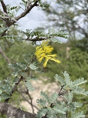 Prosopis palmeri