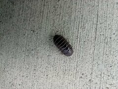 Armadillidium vulgare