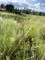 Muhlenbergia rigens
