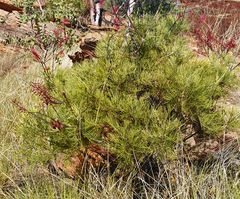 Grevillea dryandri
