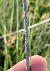Muhlenbergia rigens