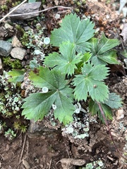 Potentilla canadensis