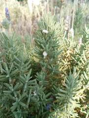 Cercopoidea