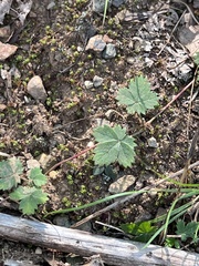 Potentilla canadensis