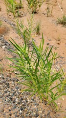 Asclepias labriformis