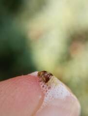 Cercopoidea
