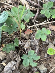 Potentilla canadensis