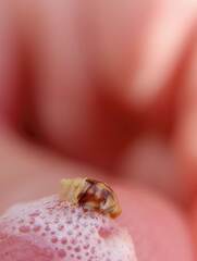 Cercopoidea