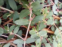 Euphorbia