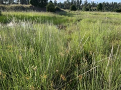 Muhlenbergia rigens