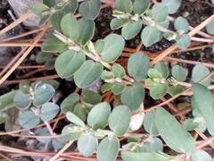 Euphorbia
