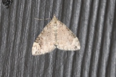 Dysstroma citrata