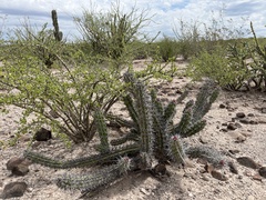 Stenocereus gummosus