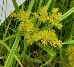 Cyperus odoratus