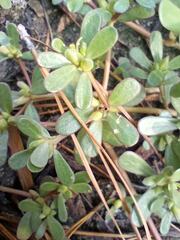 Portulaca oleracea