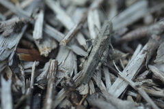 Dissosteira carolina