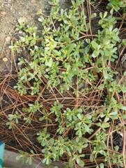Portulaca oleracea