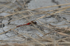 Sympetrum obtrusum