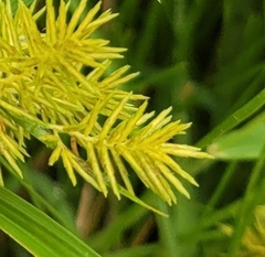 Cyperus odoratus