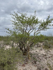 Bursera microphylla