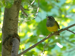 Geothlypis tolmiei