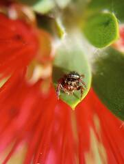 Salticidae