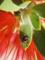 Salticidae