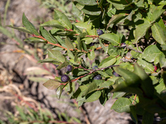 Vaccinium membranaceum