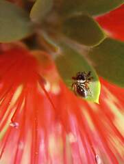 Salticidae