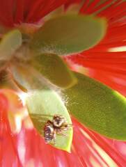 Salticidae