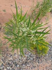 Asclepias labriformis