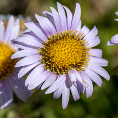 Erigeron glacialis glacialis