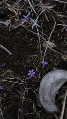 Trichostema brachiatum