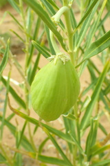 Asclepias labriformis