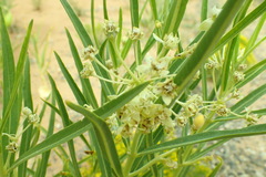 Asclepias labriformis