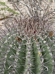 Cactaceae