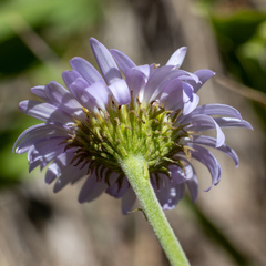 Erigeron glacialis glacialis
