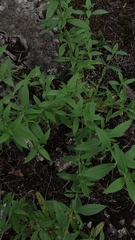 Trichostema brachiatum