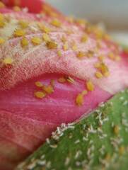 Aphididae