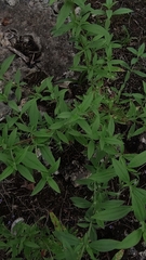 Trichostema brachiatum