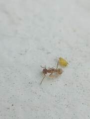 Linepithema humile