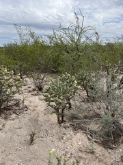 Cylindropuntia cholla