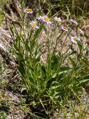 Erigeron glacialis glacialis