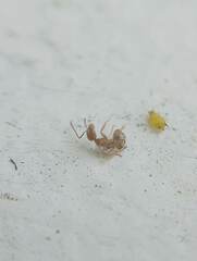 Linepithema humile