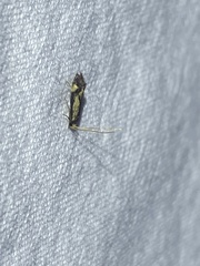 Isocorypha mediostriatella